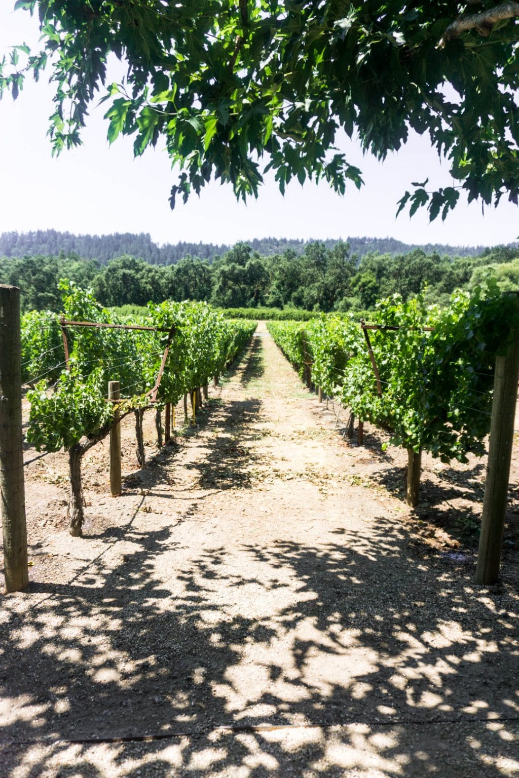 Napa valley travel guide and itinerary