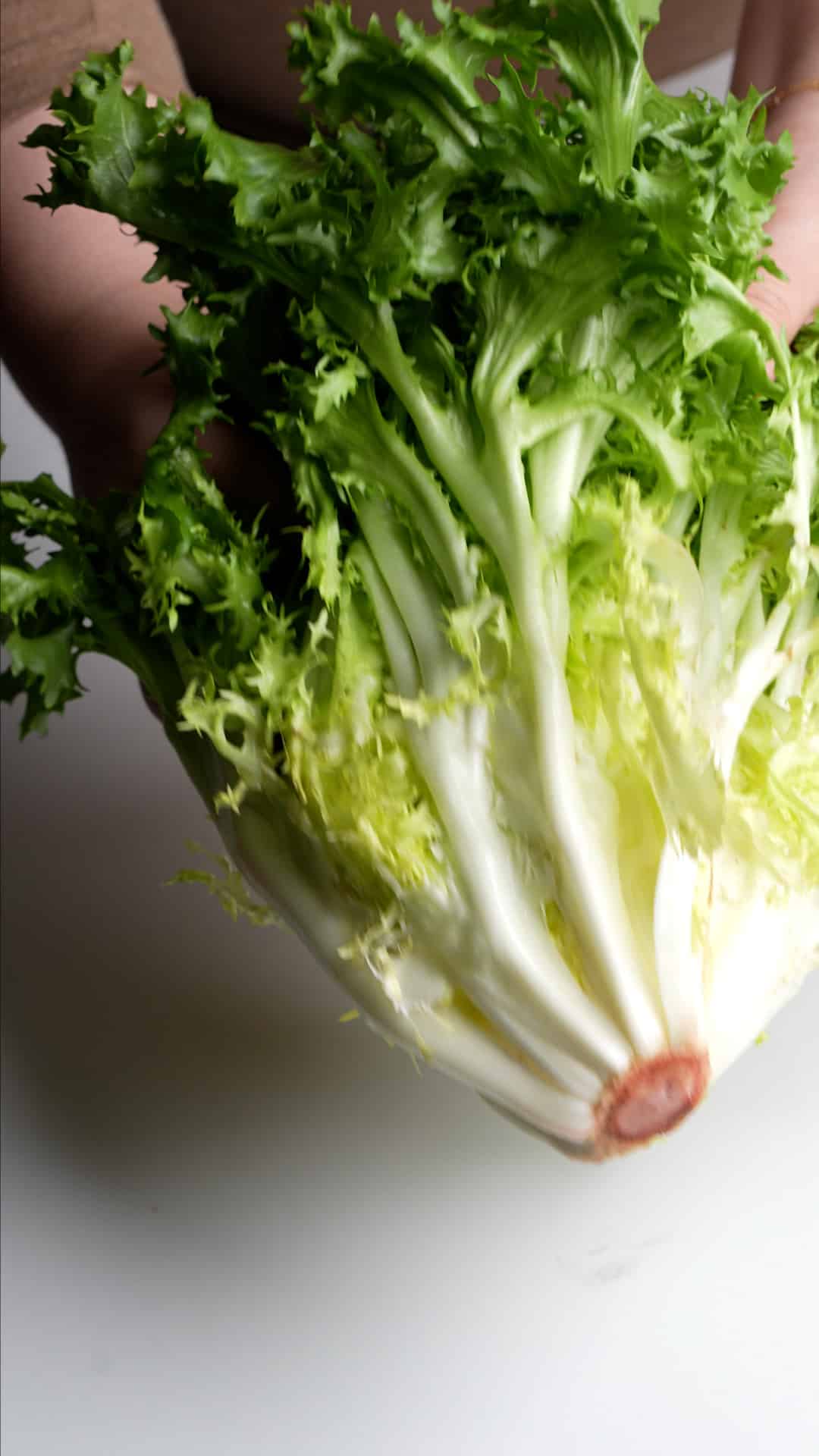 Whole head of curly endive