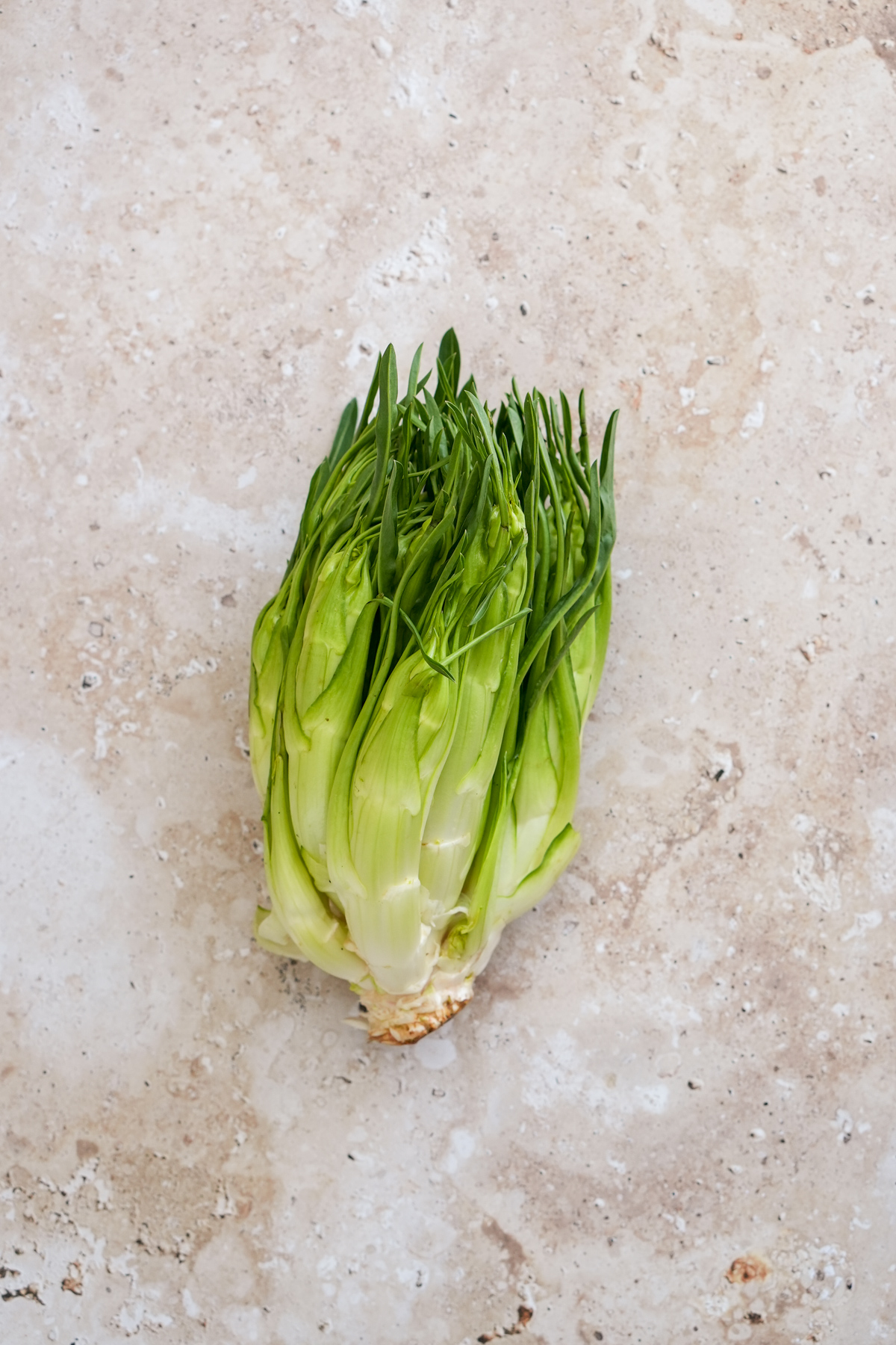 Head of puntarelle with outer leaves removed